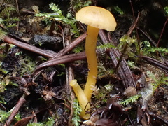 Hodophilus paupertinus