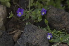 Viola heldreichiana