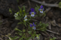 Viola heldreichiana