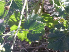 Amauria rotundifolia