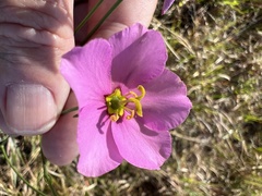 Sabatia grandiflora