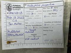 Hodophilus paupertinus