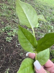 Geniostoma ligustrifolium