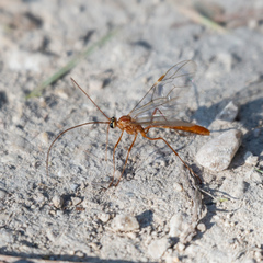 Ophioninae