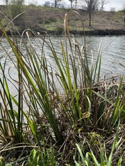 Zizaniopsis miliacea