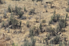 Trichocereus chiloensis