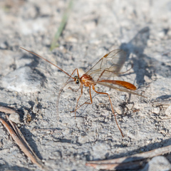 Ophioninae