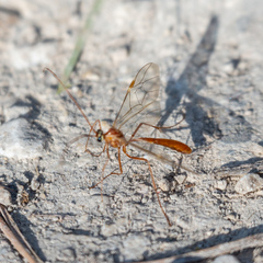 Ophioninae