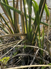 Zizaniopsis miliacea