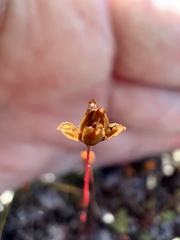 Xyris brevifolia