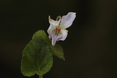 Viola alba dehnhardtii