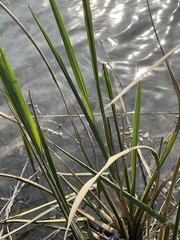 Zizaniopsis miliacea