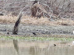 Plegadis falcinellus