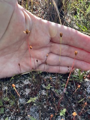 Xyris brevifolia