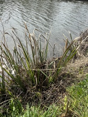 Zizaniopsis miliacea