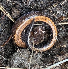 Plethodon ventralis