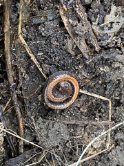 Plethodon ventralis