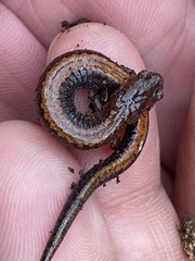 Plethodon ventralis