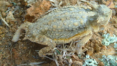 Phrynosoma taurus