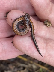 Plethodon ventralis