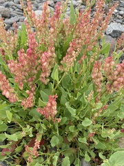 Rumex bucephalophorus