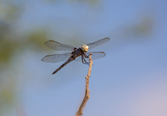 Libellula comanche