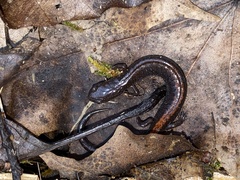 Plethodon ventralis