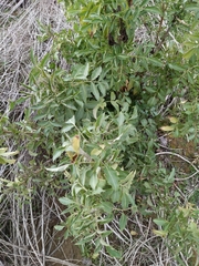 Sambucus cerulea