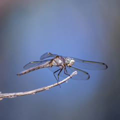 Libellula comanche