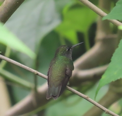 Eupetomena cirrochloris