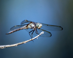 Libellula comanche