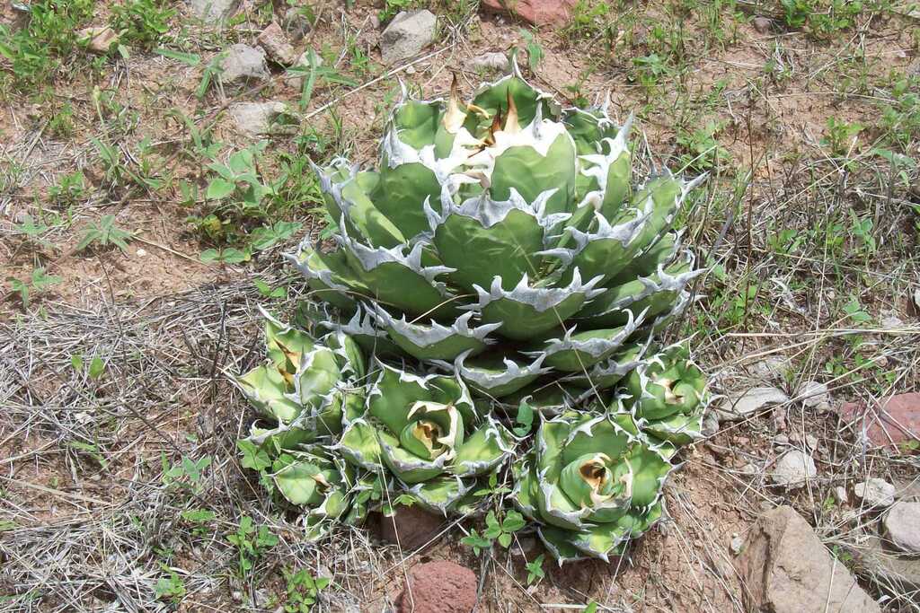 Agave oteroi (Otero Agave)