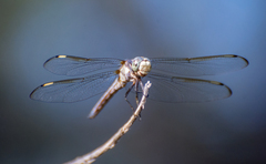 Libellula comanche