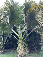 Corypha umbraculifera