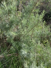 Artemisia californica