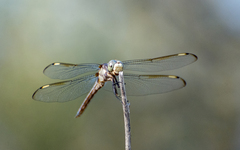 Libellula comanche