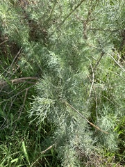 Artemisia californica
