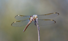 Libellula comanche
