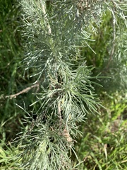 Artemisia californica