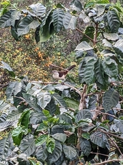Campylorhynchus griseus