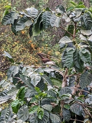 Campylorhynchus griseus