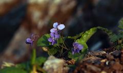 Viola alba dehnhardtii