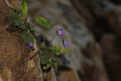 Viola alba dehnhardtii