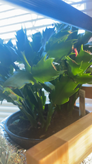 Schlumbergera truncata