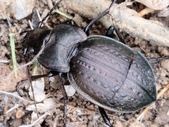 Carabus lusitanicus