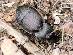 Carabus lusitanicus