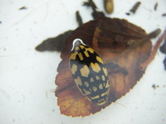 Thermonectus marmoratus