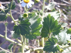 Amauria rotundifolia