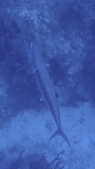 Scomberomorus regalis