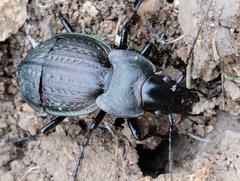 Carabus lusitanicus